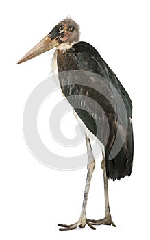 Marabou Stork, Leptoptilos crumeniferus photo