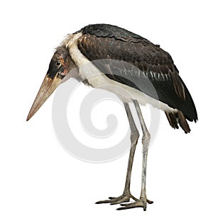 Marabou Stork, Leptoptilos crumeniferus