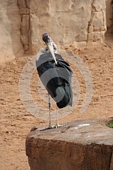 Marabou Stork - Leptoptilos crumeniferus