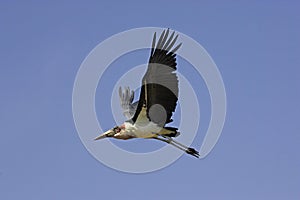 Marabou Stork, leptoptilos crumeniferus, Adult in Flight, Masai Mara Park in Kenya