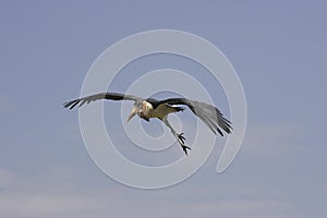 Marabou Stork, leptoptilos crumeniferus, Adult in Flight, Masai Mara Park in Kenya