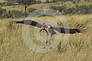 Marabou Stork, leptoptilos crumeniferus, Adult in Flight, Masai Mara Park in Kenya