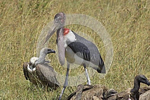 Marabou Stork, leptoptilos crumeniferus with African white-backed vulture, gyps africanus, Masai Mara Park in Kenya