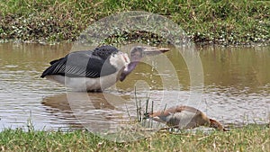 Marabou Stork, leptoptilos crumeniferus, Egyptian goose, alopochen aegyptiaca, at the Water Hole, Masai Mara Park in Kenya