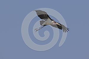 Marabou Stork (Leptoptilos crumeniferus) flying photo