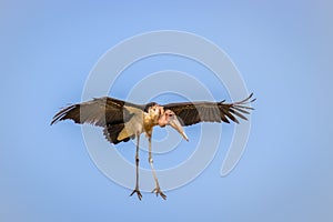 Marabou stork Leptoptilos crumeniferus flying, Lake Mburo National Park, Uganda. photo