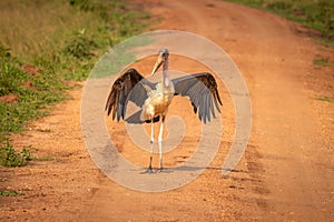 Marabou stork Leptoptilos crumeniferus landing, Lake Mburo National Park, Uganda. photo