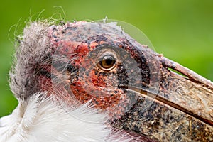 Marabou Stork - Leptoptilos crumeniferus, portrait of large stork from African woodlands, bushes and lake shores photo