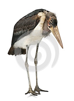 Marabou Stork, Leptoptilos crumeniferus, 1 year old photo
