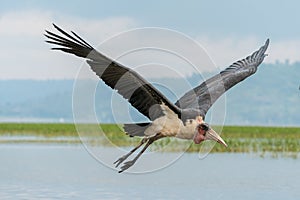 Marabou Stork in mid flight