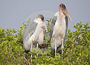 Marabou stork at nest.