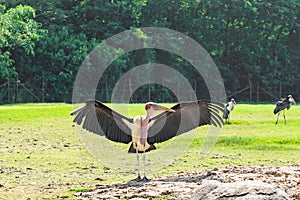 Marabou stork is open wings in the warm sun