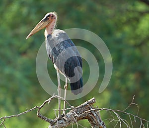 Marabou Stork perched