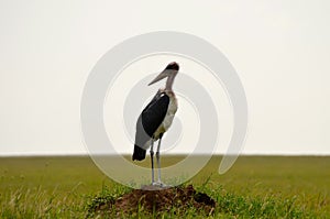 Marabou stork in the Serengeti
