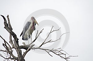 Marabou stork