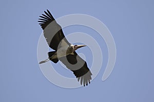 Marabou stork  soaring over the savannah