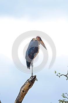 Marabou stork standing on a log