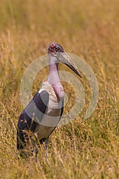 Marabou stork standing in tall grass