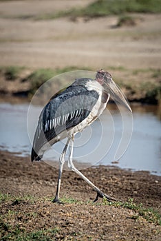 Marabou stork strides along beach beside stream photo