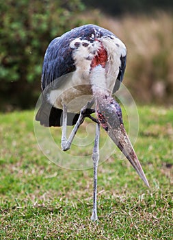 The Marabou Stork in Tanzania, Africa