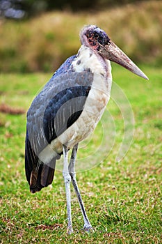 The Marabou Stork in Tanzania, Africa