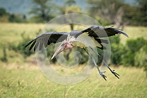 Marabou stork about to land dangles legs