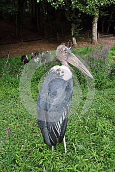 Marabou stork
