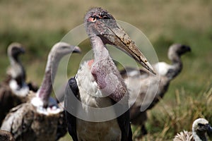 Marabou stork with vultures