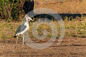 Marabou stork walking riverside Africa