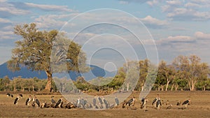 Marabou Stork and White-backed Vulture