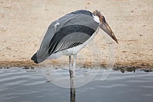 Marabou stork (Leptoptilos crumenifer). photo