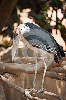 Marabou Stork in the Zoo