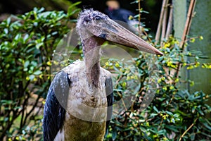 Marabou stork in the zoo. (Leptoptilos crumeniferus)
