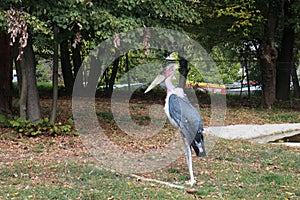 Čáp marabu v zoologické zahradě v Bojnicích