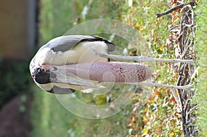 Marabou stork2