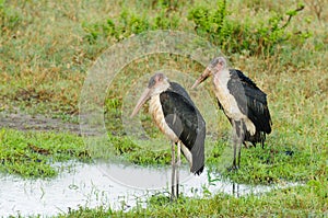 Marabou Storks