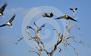 Marabou storks fly away after being disturbed