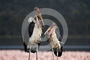 Marabou storks in front of Nakuru flamingos