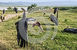 Marabou storks on Lake Hawassa