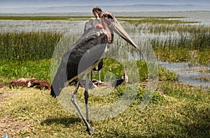 Marabou storks on Lake Hawassa photo