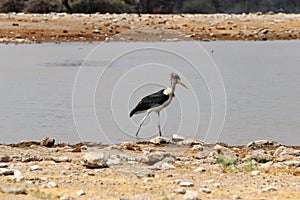 Marabou storks Leptoptilos crumeniferus at the waterhole - Namibia Africa