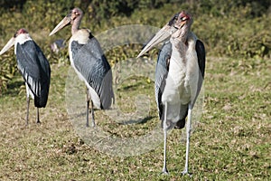 Marabou storks in southern Africa