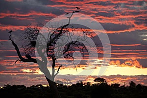 Marabou Storks at sunset - Botswana