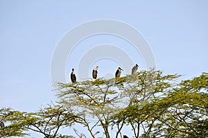 Marabou Storks