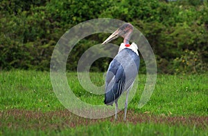 Marabou in Tanzania