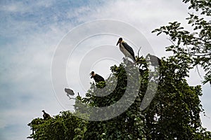 Marabou and Vultures on a tree top