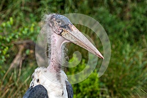 A marabou in the wild