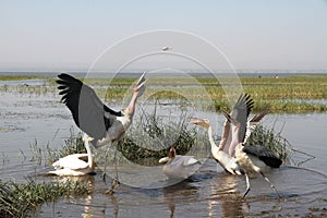 Marabous and Pelicans