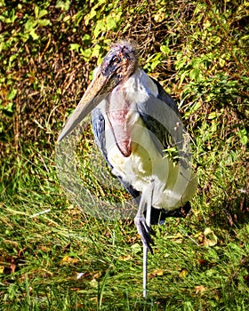 the marabu stork