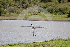 Marabu stork
